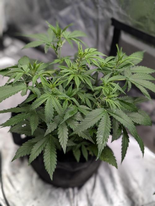 Cotton Berry Rush Auto x3. Week 6 - N2