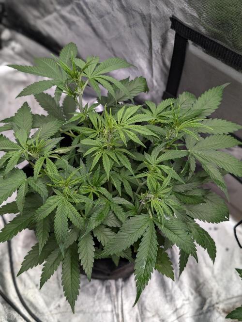 Cotton Berry Rush Auto x3. Week 6