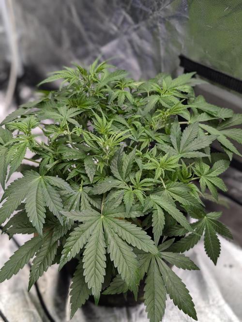 Cotton Berry Rush Auto x3. Week 6 - N3