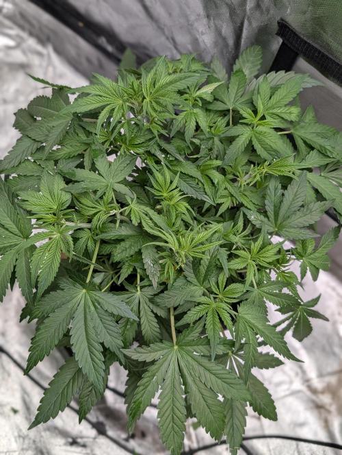 Cotton Berry Rush Auto x3. Week 6