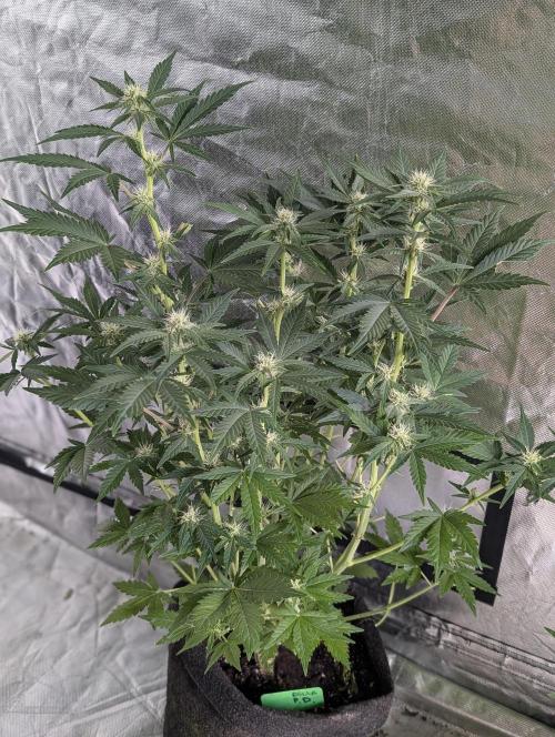 Purple Dream Auto x4. Week 8 - N1