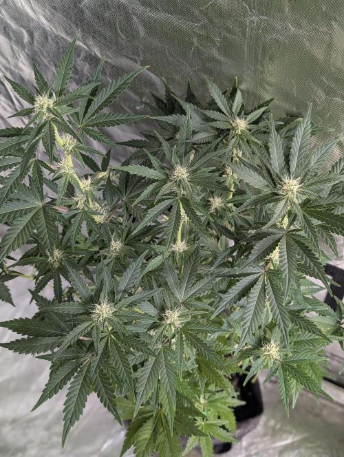Purple Dream Auto x4. Week 8