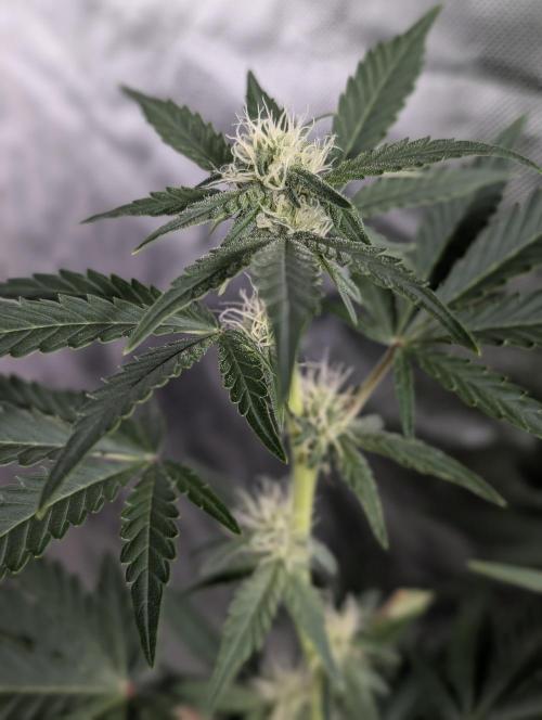 Purple Dream Auto x4. Week 8
