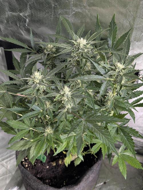 Purple Dream Auto x4. Week 8 - N2