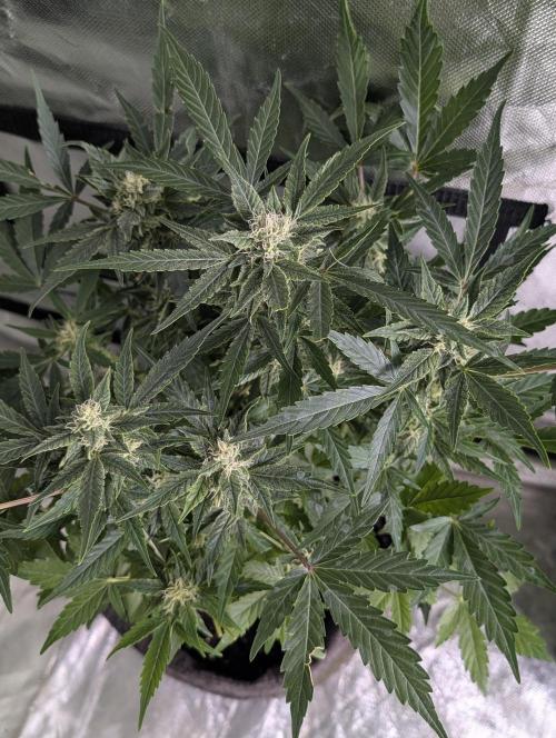 Purple Dream Auto x4. Week 8