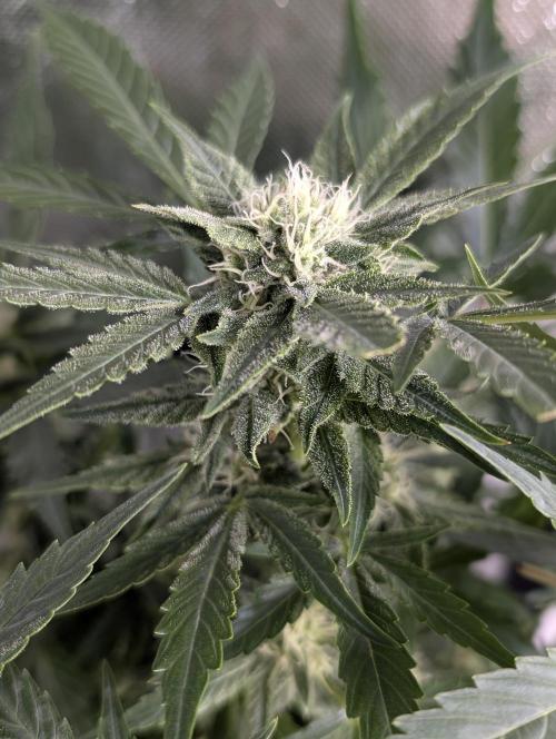 Purple Dream Auto x4. Week 8