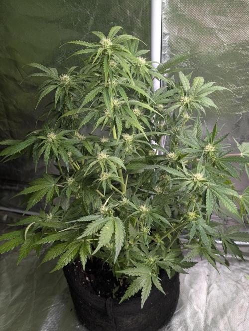 Purple Dream Auto x4. Week 8 - N3