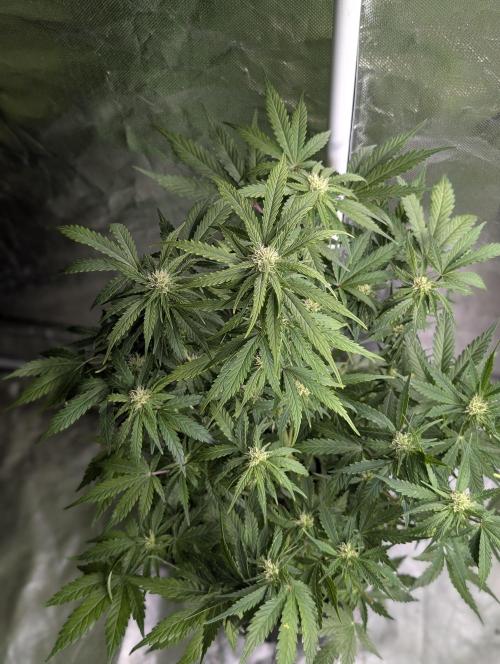 Purple Dream Auto x4. Week 8