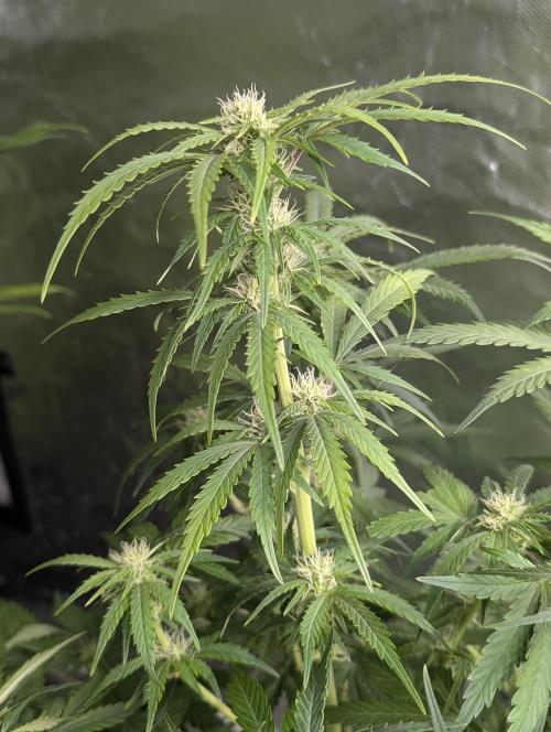 Purple Dream Auto x4. Week 8
