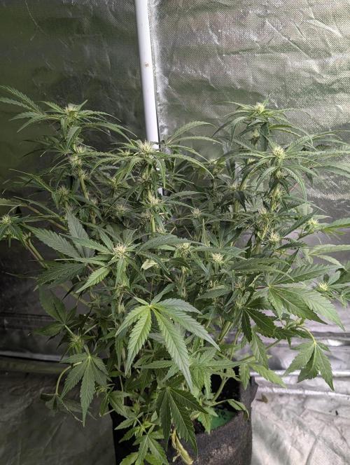 Purple Dream Auto x4. Week 8 - N4