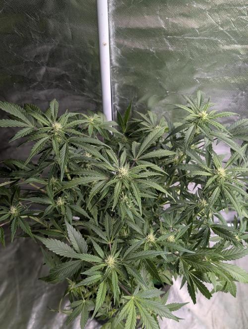 Purple Dream Auto x4. Week 8