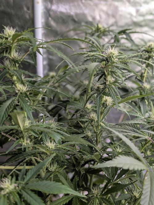 Purple Dream Auto x4. Week 8
