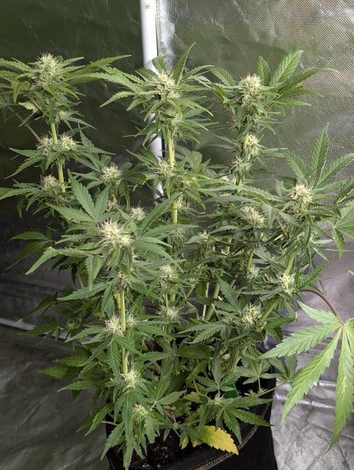 Purple Dream Auto x3. Week 8 - N1