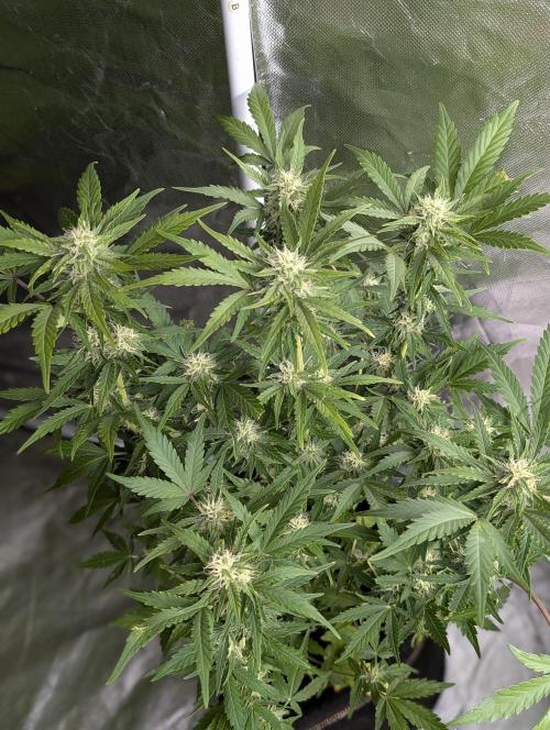 Purple Dream Auto x3. Week 8