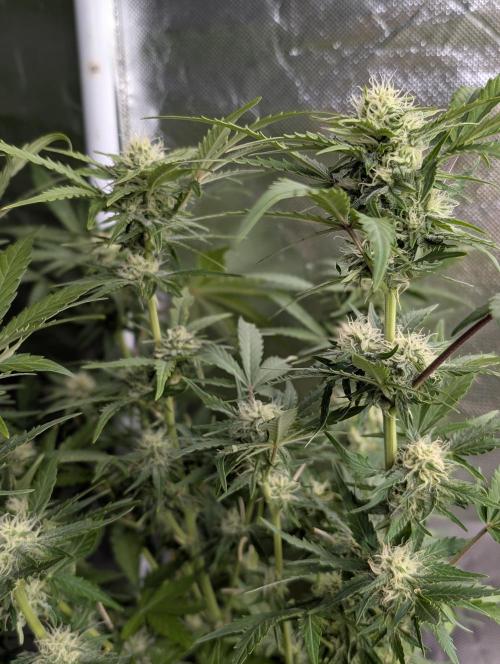 Purple Dream Auto x3. Week 8
