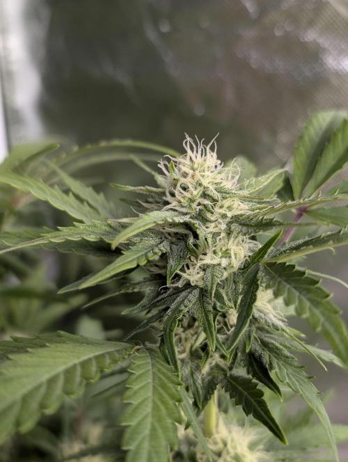 Purple Dream Auto x3. Week 8