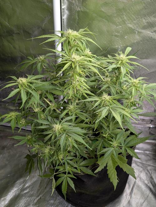 Purple Dream Auto x3. Week 8 - N2