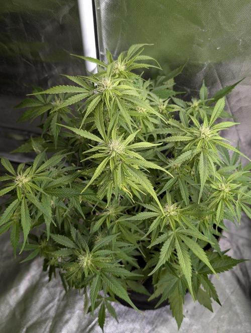 Purple Dream Auto x3. Week 8