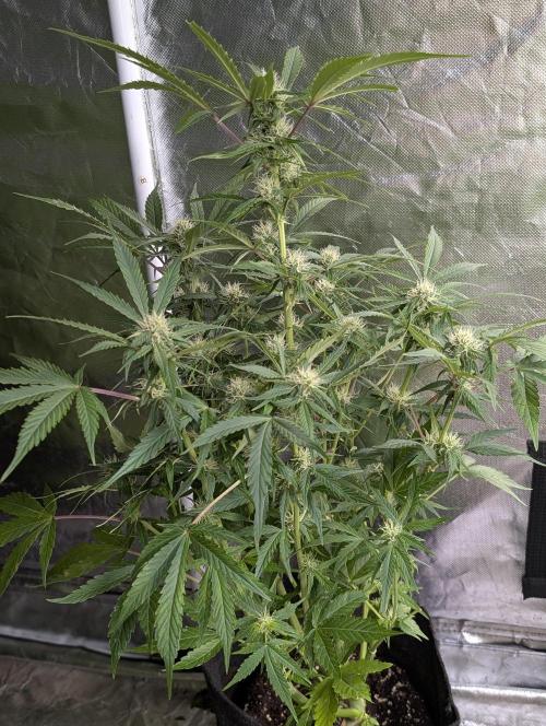 Purple Dream Auto x3. Week 8 - N3