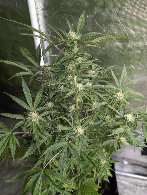 Purple Dream Auto x3. Week 8
