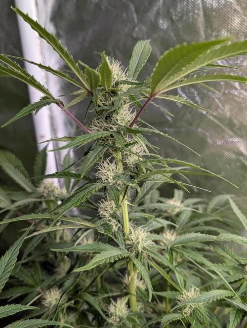 Purple Dream Auto x3. Week 8