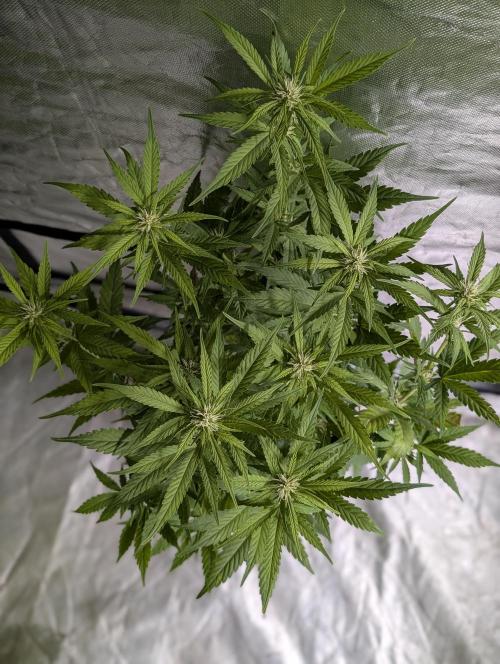 Melon Mosh Auto x4. Week 8