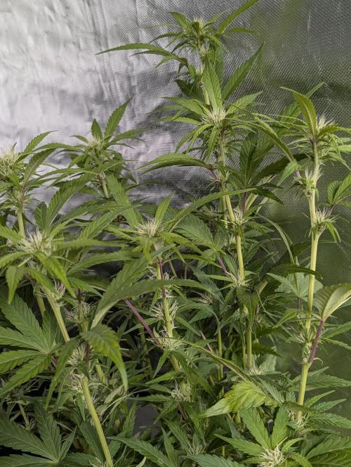 Melon Mosh Auto x4. Week 8
