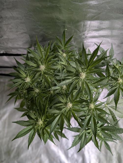 Melon Mosh Auto x4. Week 8