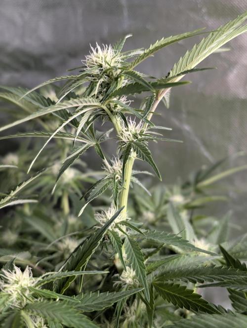 Melon Mosh Auto x4. Week 8