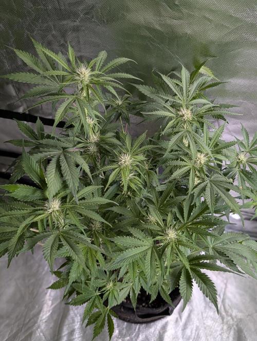 Melon Mosh Auto x4. Week 8