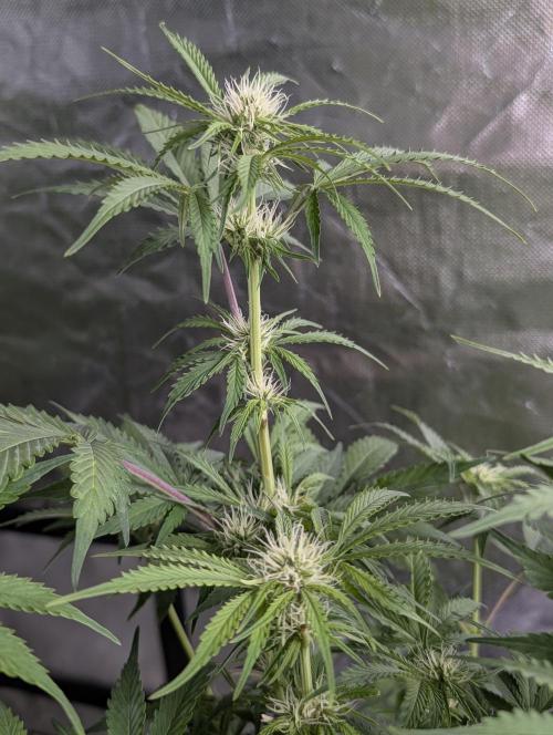 Melon Mosh Auto x4. Week 8