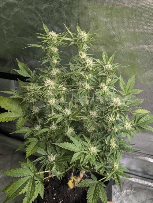 Melon Mosh Auto x4. Week 8 - N4