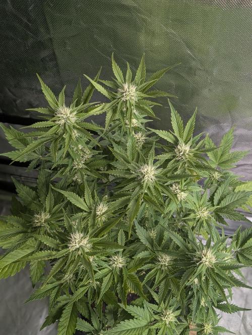 Melon Mosh Auto x4. Week 8
