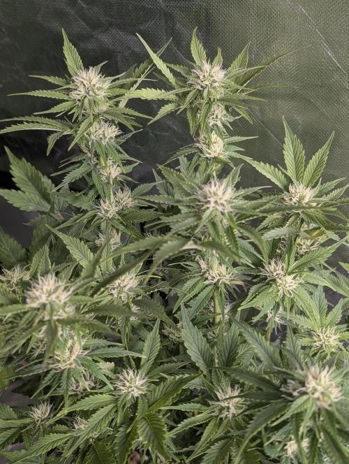 Melon Mosh Auto x4. Week 8