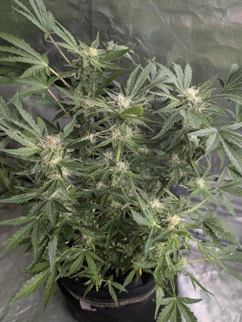 Melon Mosh Auto x4. Week 8 - N1