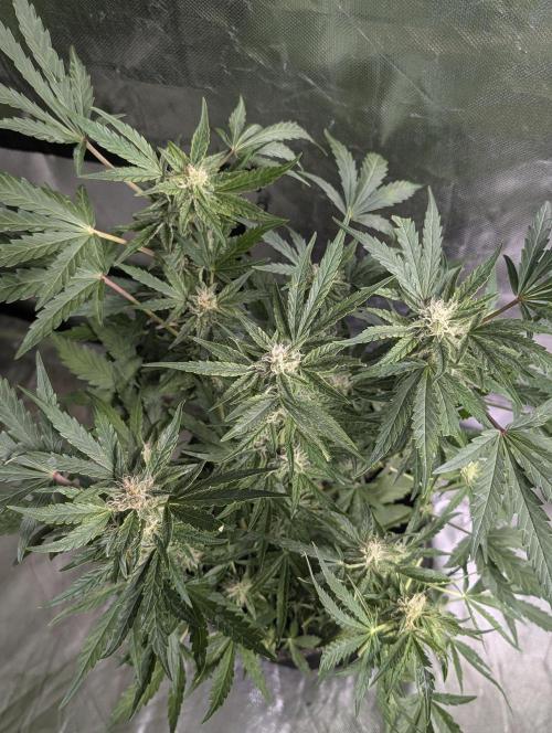 Melon Mosh Auto x4. Week 8