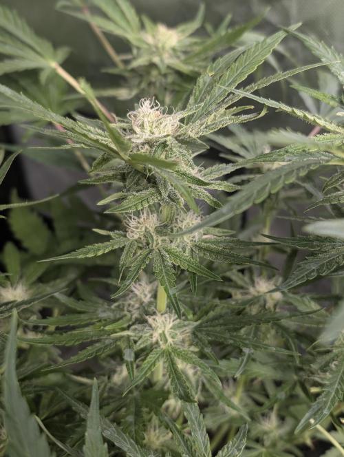 Melon Mosh Auto x4. Week 8