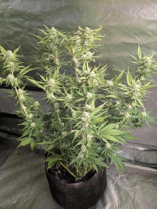 Melon Mosh Auto x4. Week 8 - N2