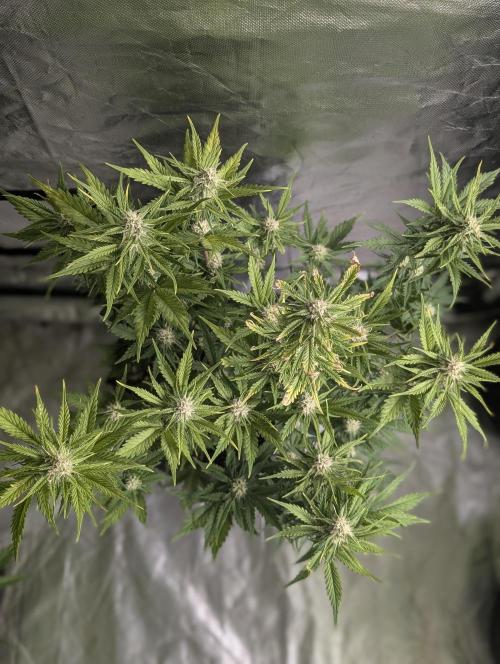Melon Mosh Auto x4. Week 8