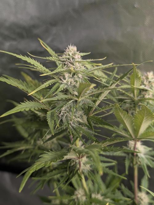 Melon Mosh Auto x4. Week 8
