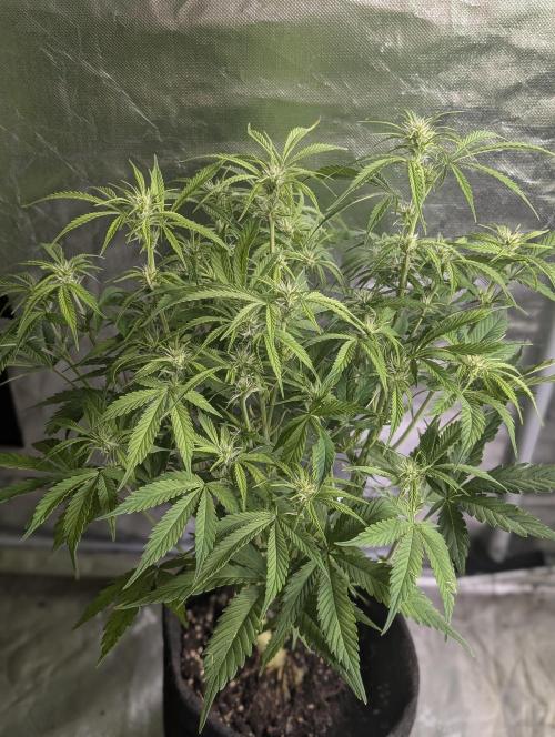 Melon Mosh Auto x4. Week 8 - N3