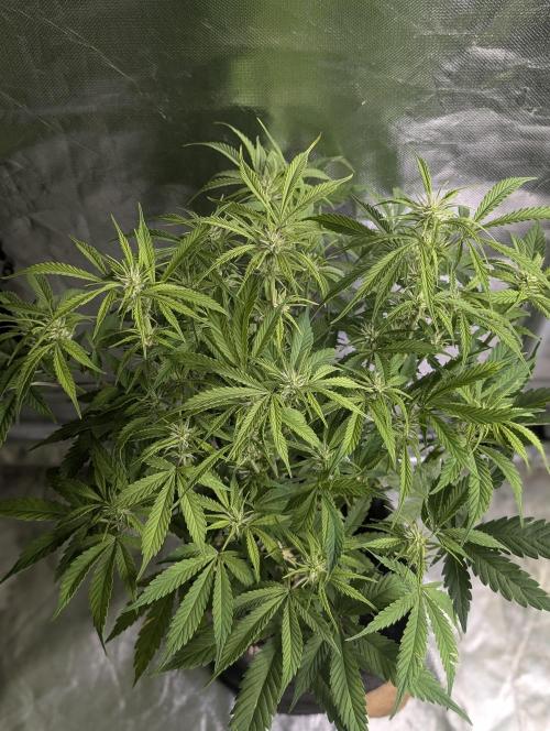 Melon Mosh Auto x4. Week 8 - N4