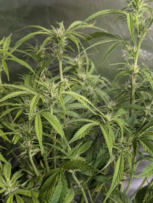 Melon Mosh Auto x4. Week 8
