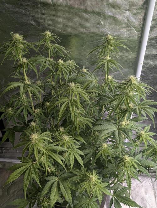Melon Mosh Auto x4. Week 8
