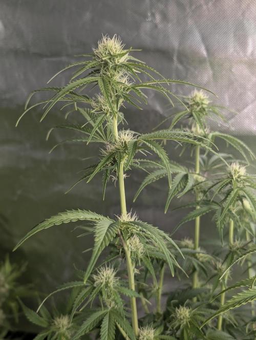 Melon Mosh Auto x4. Week 8