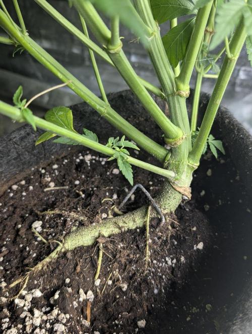 Melon Mosh Auto x4. Week 8