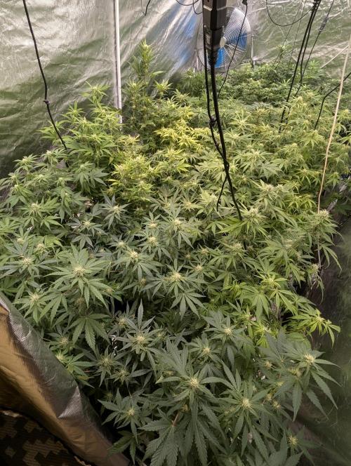 Melon Mosh Auto x4. Week 8