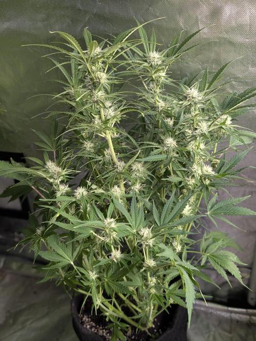 Melon Mosh Auto x3. Week 8 - N1