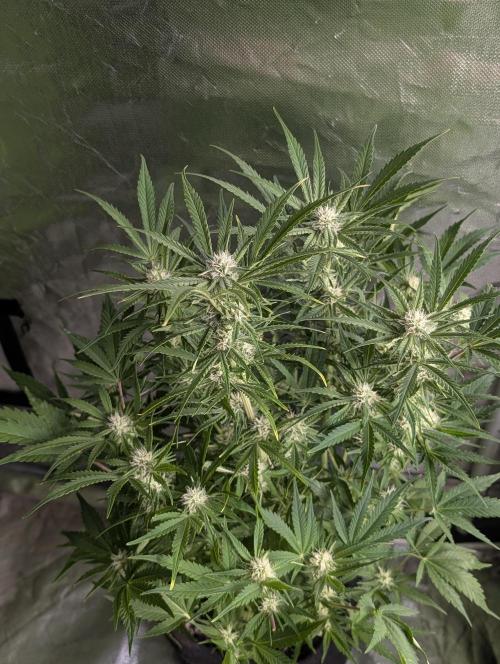 Melon Mosh Auto x3. Week 8