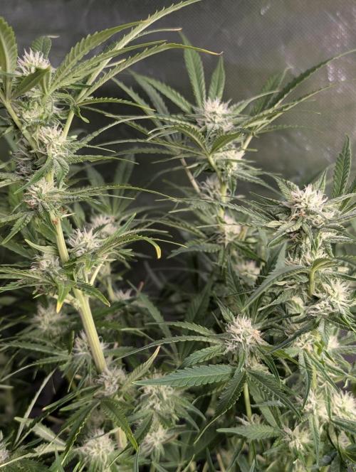 Melon Mosh Auto x3. Week 8